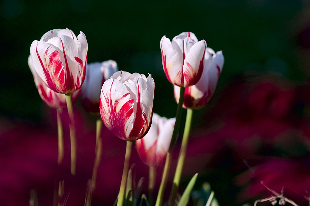 flowers, tulips, garden-56423.jpg